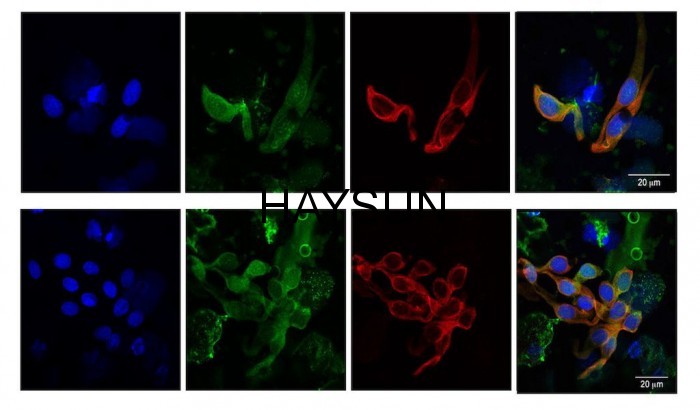 1520503655411984.jpg 63fe37a8c0ce457.jpg