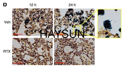 1521683819891589.png 5ca8b10482445c7.png