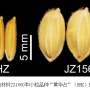 植物所等发现新水稻谷粒大小调控开关